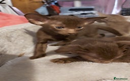 Oriental cats for sale: Full Pedigree Oriental 3 Kittens XL size ears GCCF - Image 19