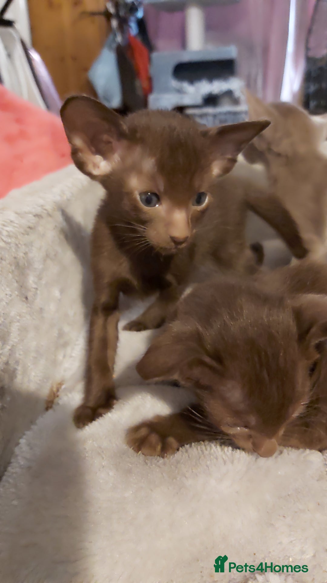 Oriental cats for sale: Full Pedigree Oriental 3 Kittens XL size ears GCCF - Image 19
