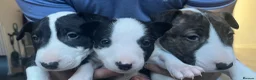 English Bull Terrier dogs for sale: KC registered English Bull Terrier Puppies - Advert 4