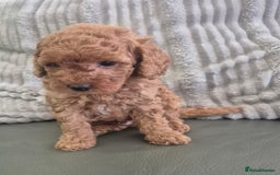 Miniature Poodle dogs for sale: KC Fox Red Miniature Poodle Boys - Image 10