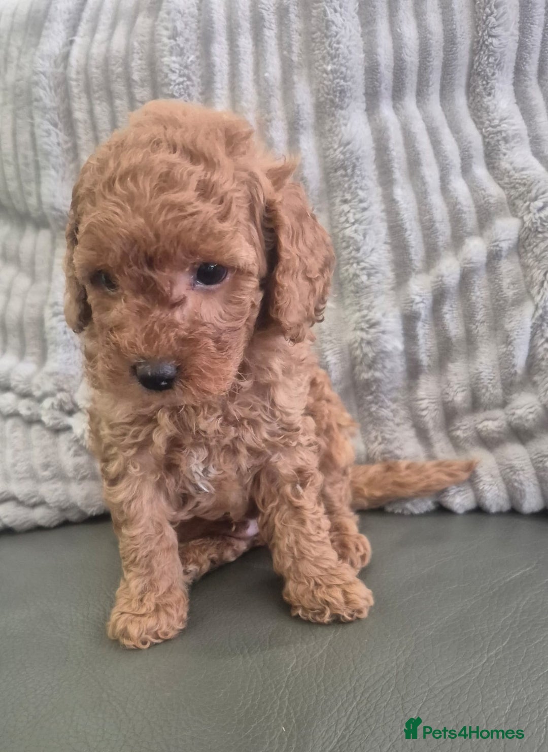 Miniature Poodle dogs for sale: KC Fox Red Miniature Poodle Boys - Image 10