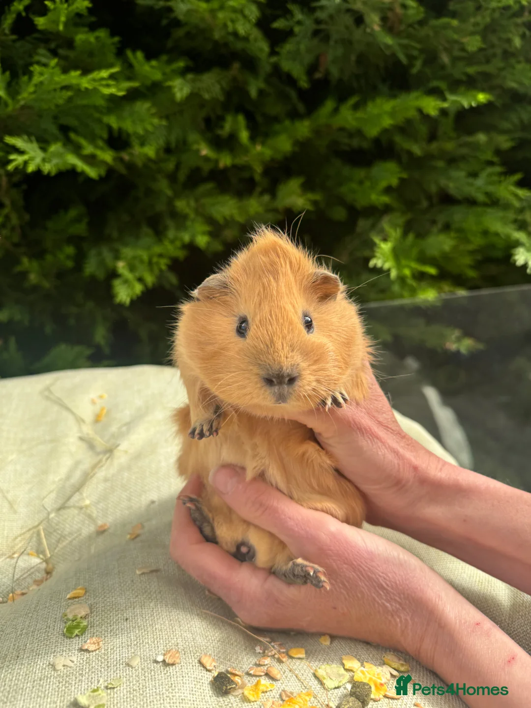 Guinea Pig rodents for sale: Baby boy guinea pigs  - Advert 2