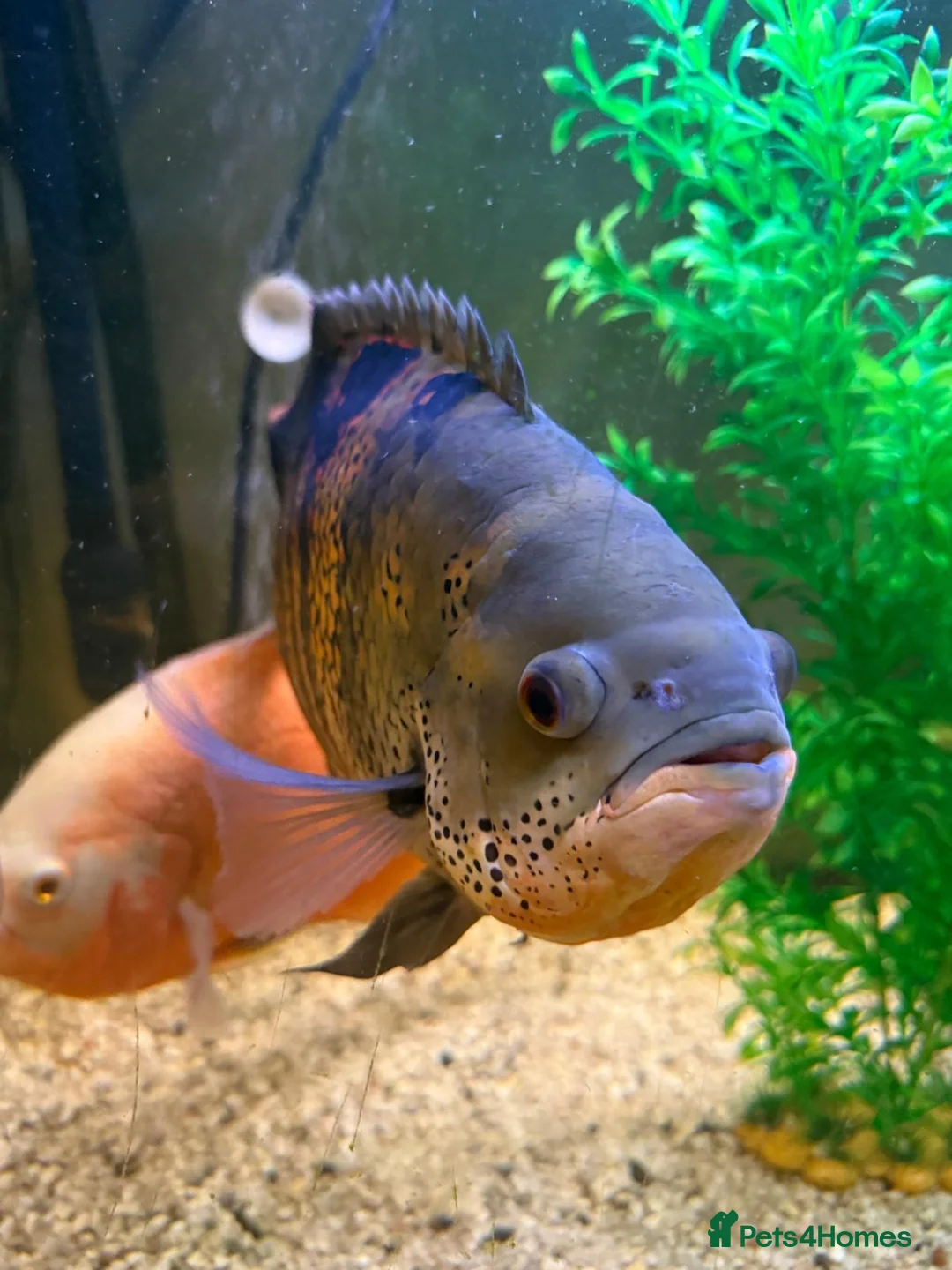 Cichlids fish for sale: Happy, Loved Oscar Fish and Friends  in Yateley - Advert 2