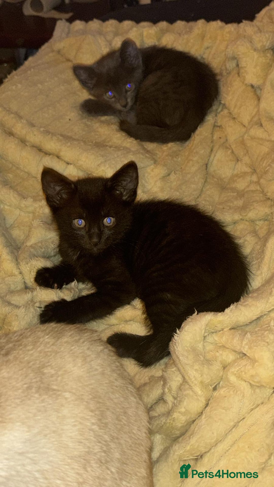 Oriental cats for sale: Male oriental kittens for sale - Advert 6