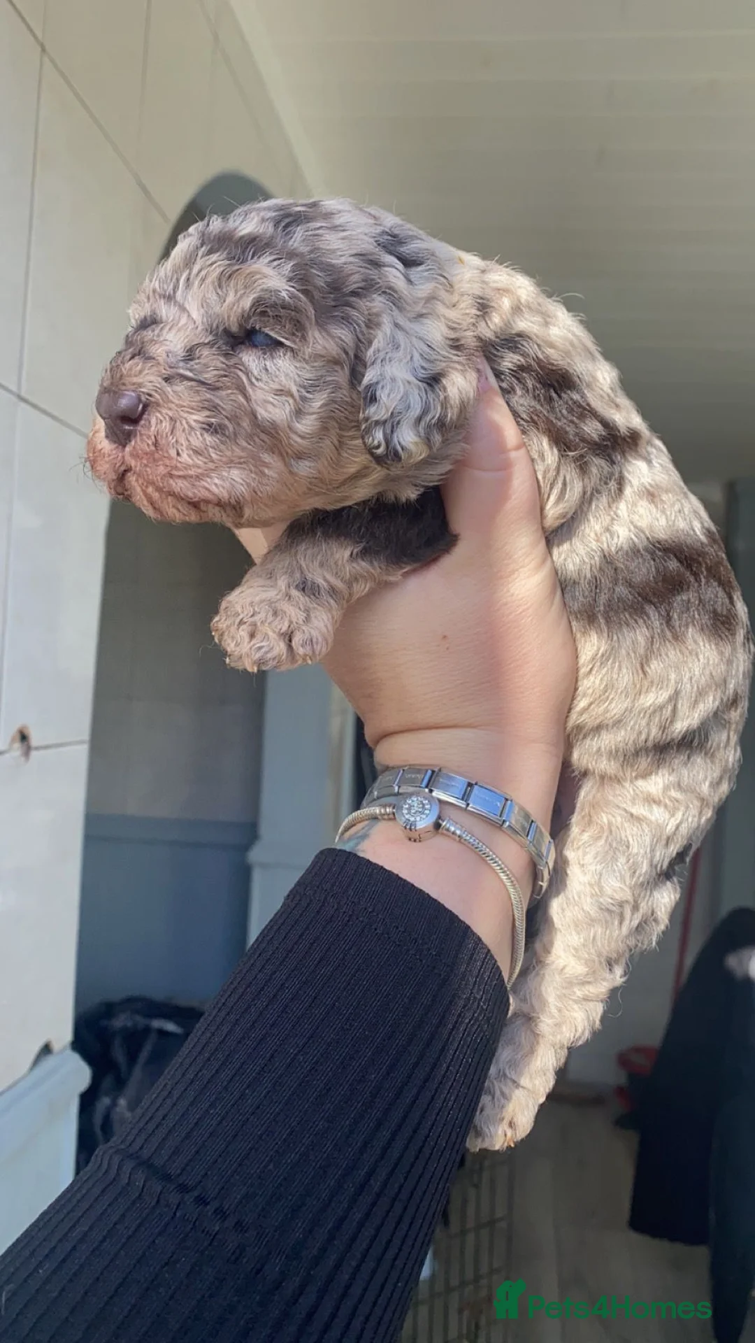 Cockapoo dogs for stud: MERLE F1b MINIATURE COCKAPOO at stud in Rowlands Gill - Advert 21