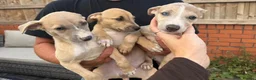 Lurcher dogs for sale: Collie whippet bull greyhound pups for sale  - Advert 4