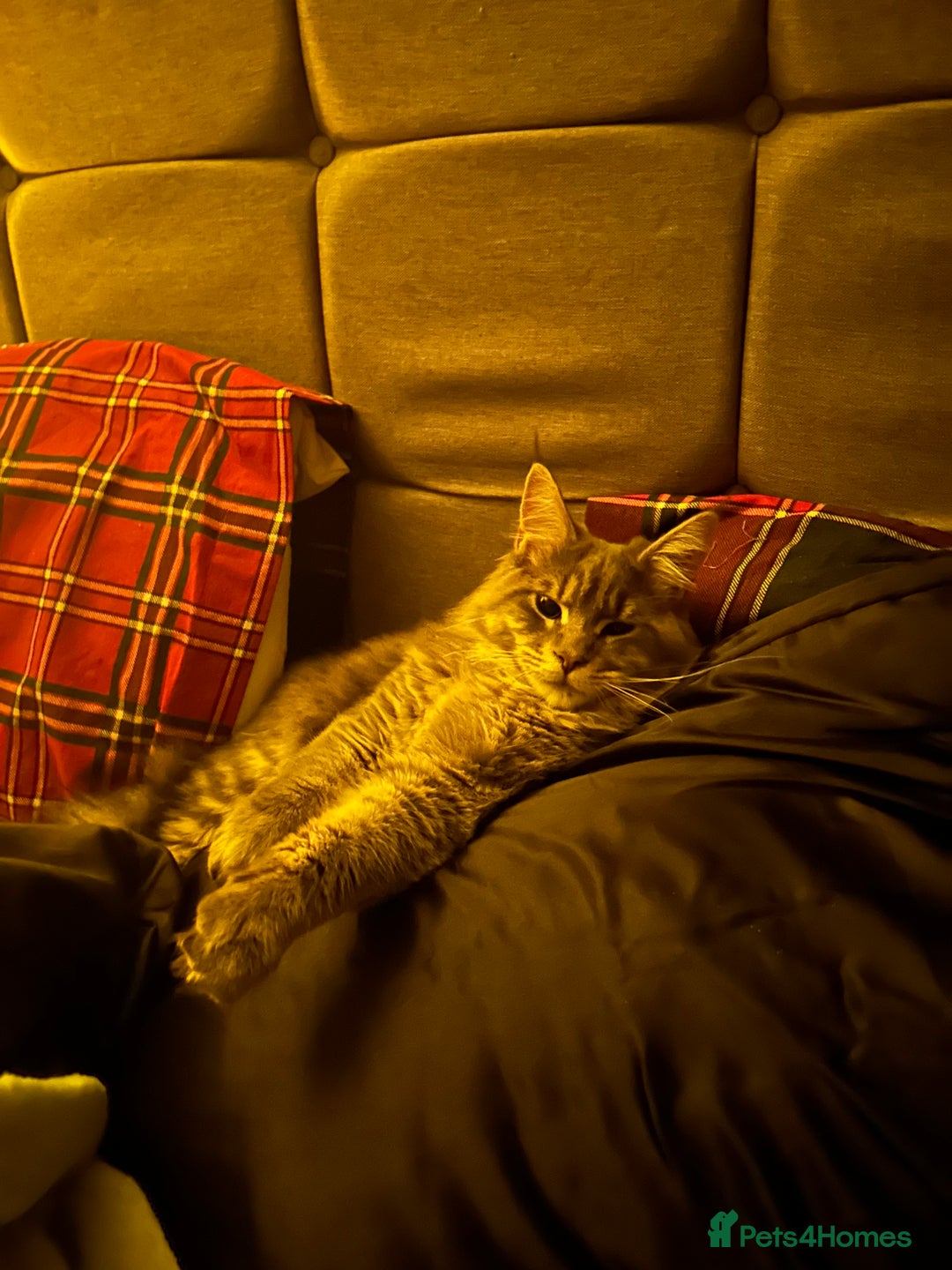 Maine Coon cats for sale: Gorgeous Maine Coone  - Advert 3