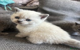 British Shorthair cats for sale: British Shorthair Kittens   - Image 2