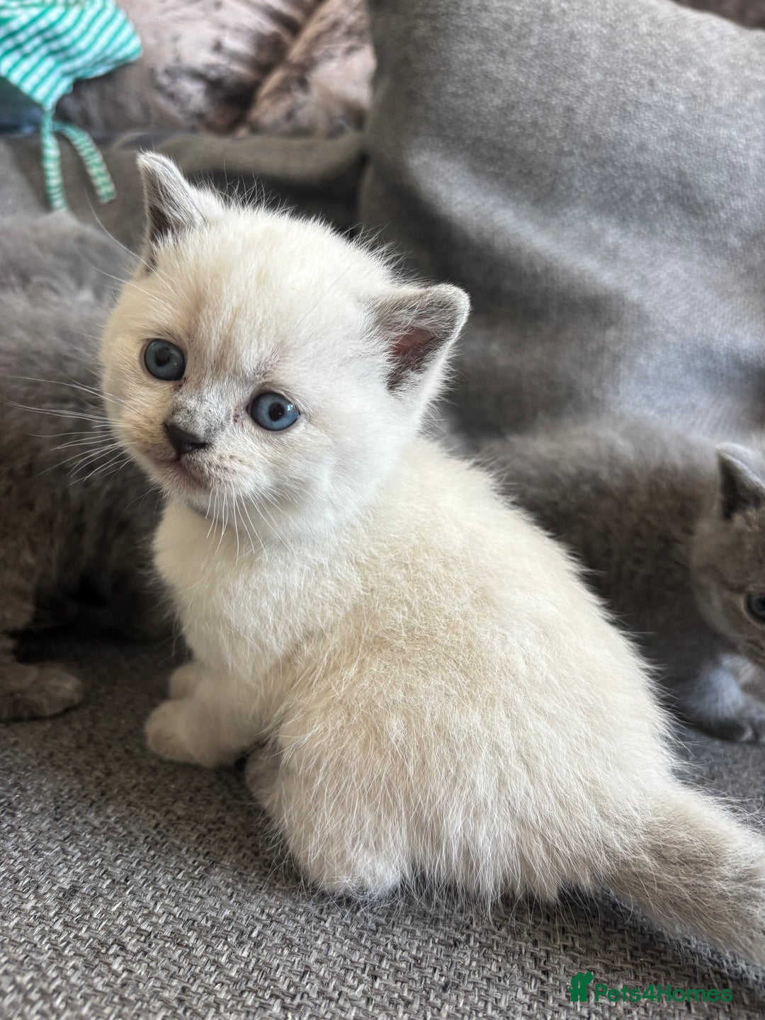 British Shorthair cats for sale: British Shorthair Kittens   - Image 2