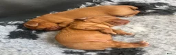 Cocker Spaniel dogs for sale: 🏆 🐾 Hunter's Famous Puppies Have Arrived! 🐾 - Advert 5