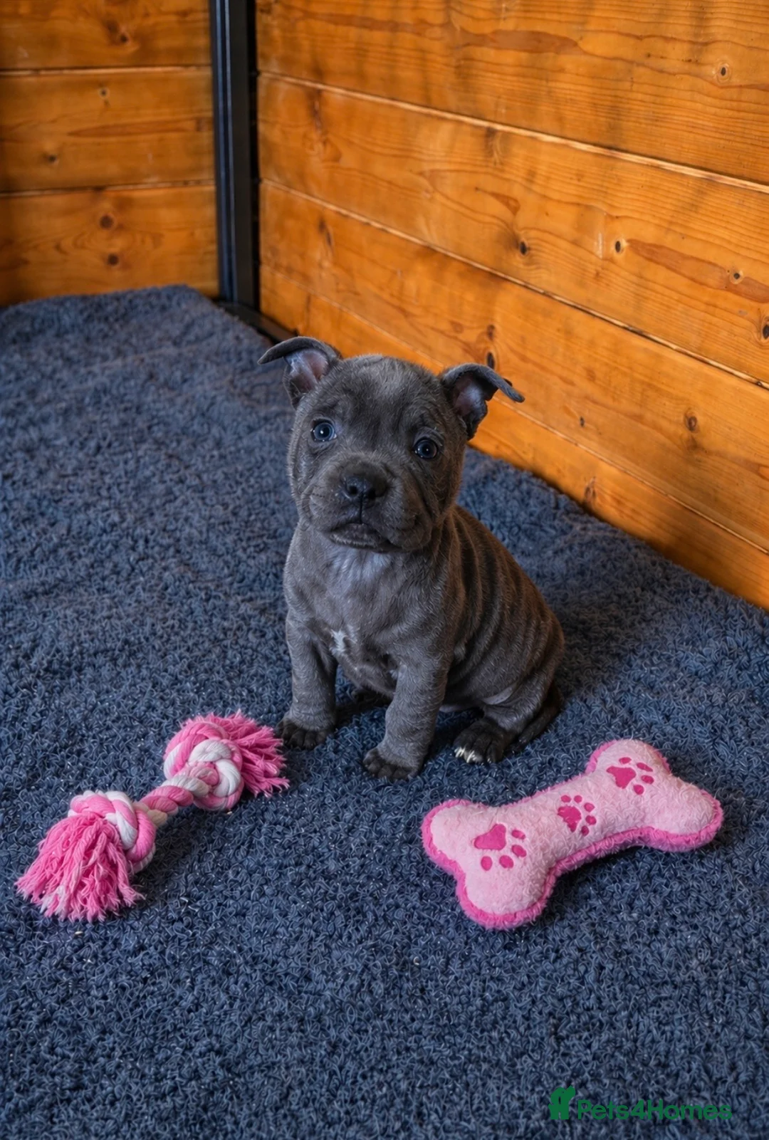 Staffordshire Bull Terrier dogs for sale: KC blue Staffy pup - Advert 1