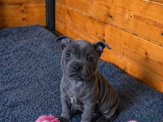 Staffordshire Bull Terrier dogs KC blue Staffy pup - Advert 2