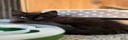 Maine Coon cats for adoption: Beautiful Part Maine Coon Kitten For Sale  - Advert 5