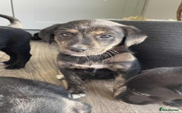 Borador dogs for sale: Borador puppies ready for new homes - Image 6