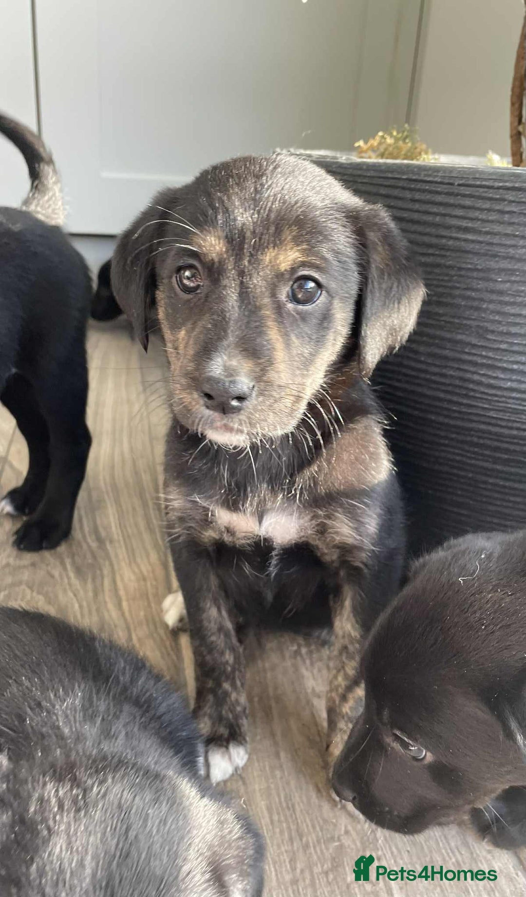 Borador dogs for sale: Borador puppies ready for new homes - Image 6