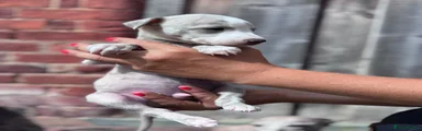 Whippet 5