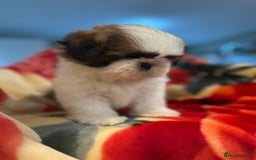 Shih Tzu dogs for sale: Shihtzu  - Image 6