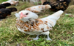 Chickens poultry for sale: Rare Breed Thuringian Chamois & Black Chickens  - Image 13