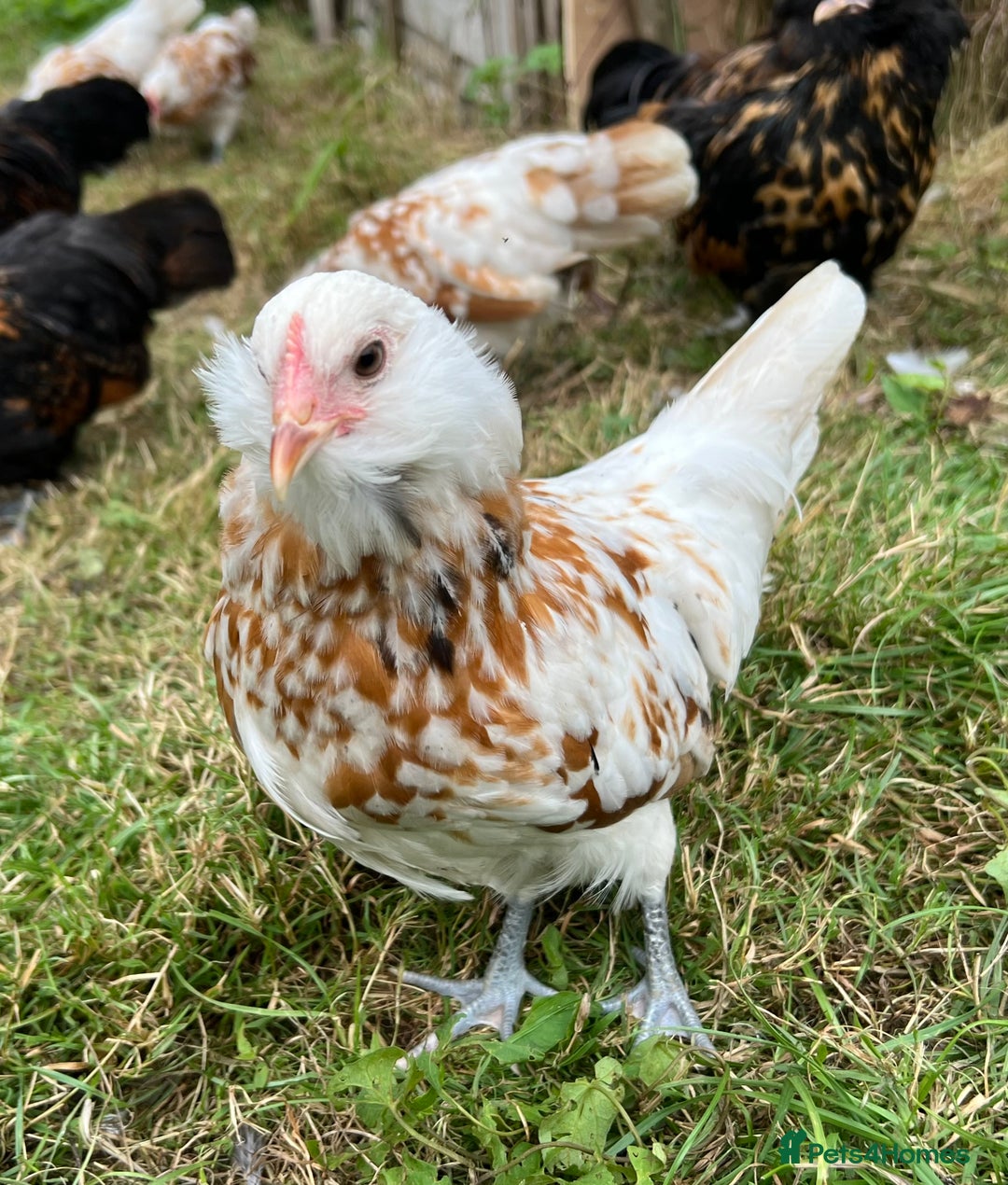 Chickens poultry for sale: Rare Breed Thuringian Chamois & Black Chickens  - Image 13