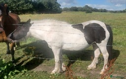 Other Breed horses for sale: Mini cob - Image 6