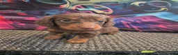 Dachshund dogs for sale: Long hair dachshund puppies 🩷 - Advert 8