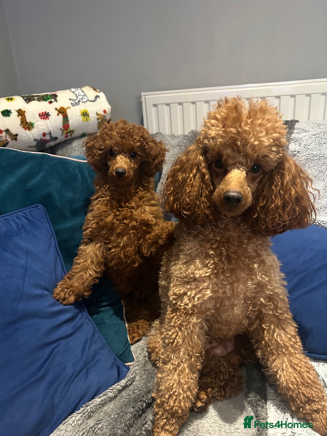 Miniature Poodle dogs for sale: Exceptional miniature poodle  - Advert 2