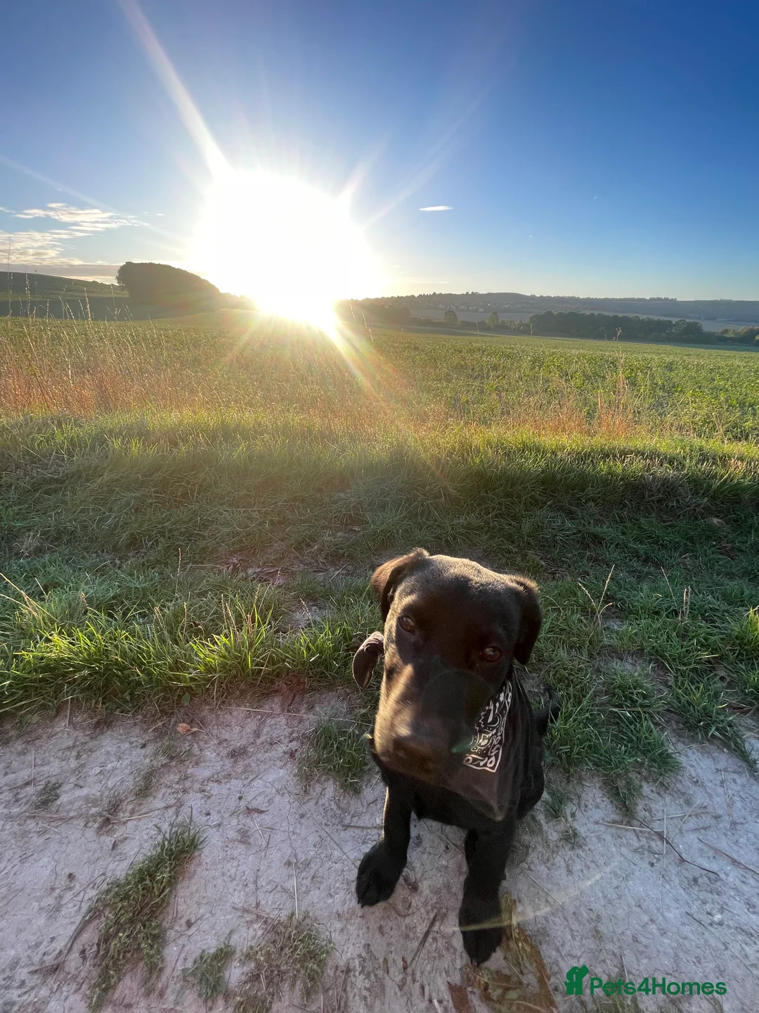Labrador Retriever dogs for sale: Joey  - Advert 11