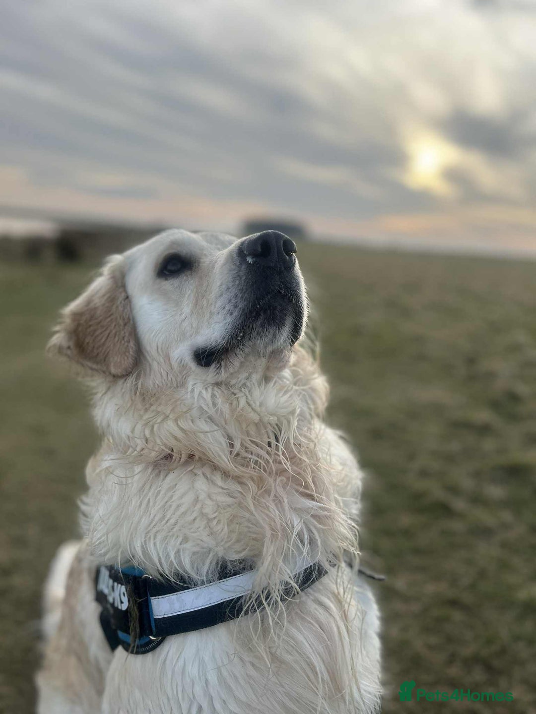 Golden Retriever dogs for sale: KC Registered Golden Retriever Puppies 🐾 - Image 21