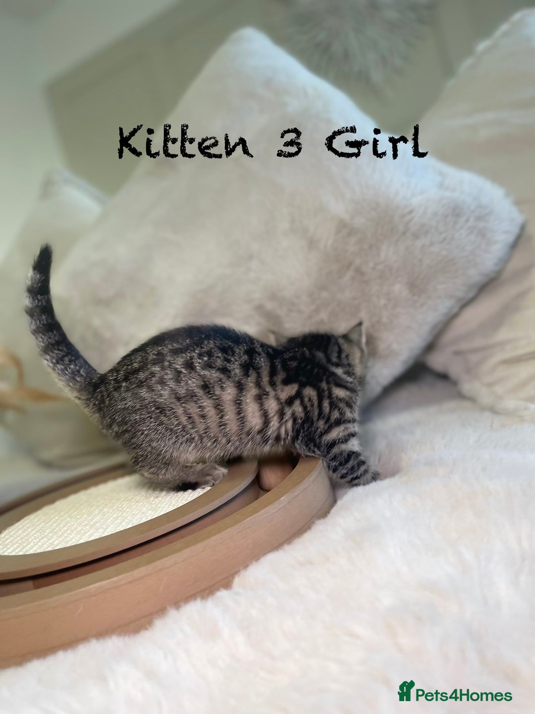 Mixed Breed cats for sale: Stunning kittens 8 weeks old ready now  - Advert 13