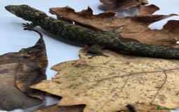 Gecko reptiles for sale: Mix of new Caledonian Geckos - Image 12