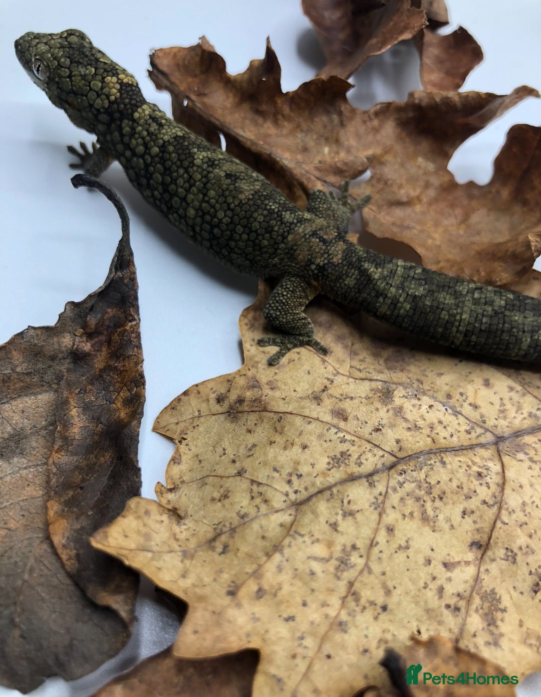 Gecko reptiles for sale: Mix of new Caledonian Geckos - Image 12