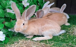 Continental Giant rabbits for sale: PURE Continental Giants Vaccinated 3 in 1 Reserve  - Image 11