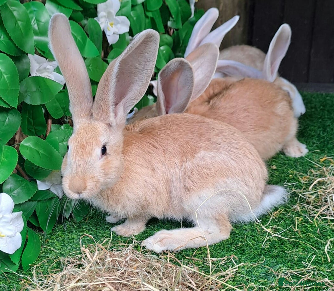 Continental Giant rabbits for sale: PURE Continental Giants Vaccinated 3 in 1 Reserve  - Image 11