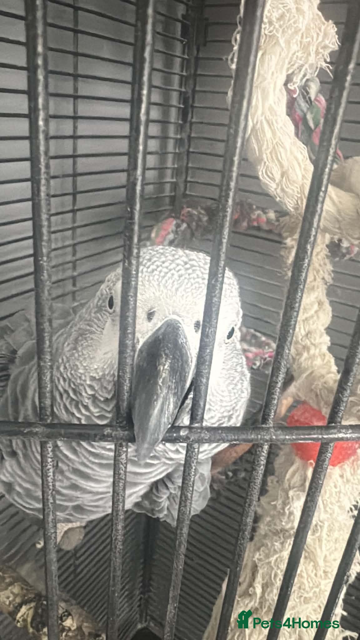 Parrots birds African grey parrot - Melvin  - Advert 1
