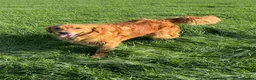 Golden Retriever dogs for sale: KC Reg Puppies, Fully Health-Tested Parents 🐾 - Advert 6