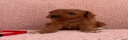 Cavapoo dogs for sale: Stunning F1b Cavapoos health tested - Advert 2