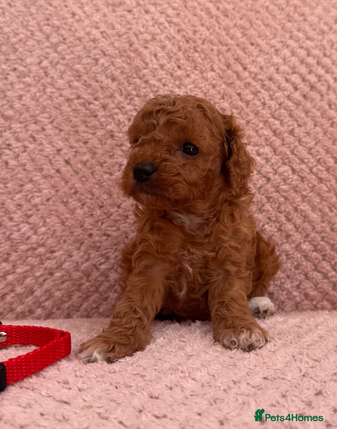 Cavapoo dogs for sale: Stunning F1b Cavapoos health tested - Advert 2