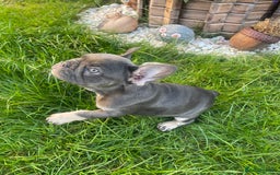 French Bulldog dogs for sale: KC registered french bulldogs  - Image 19