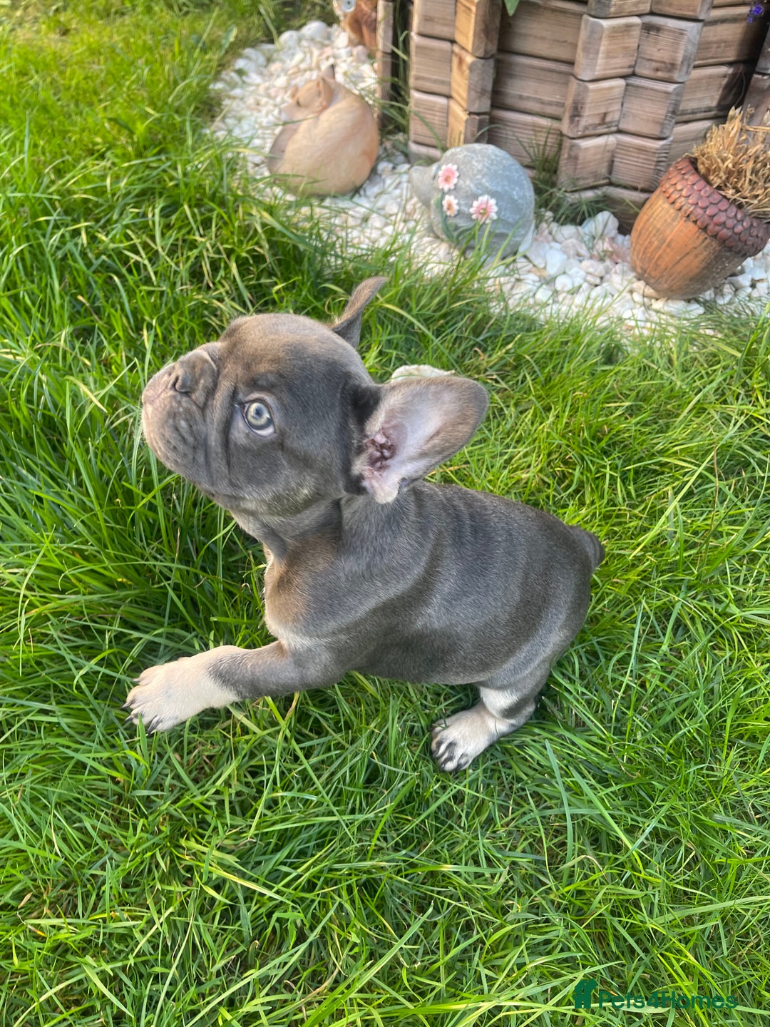 French Bulldog dogs for sale: KC registered french bulldogs  - Image 19