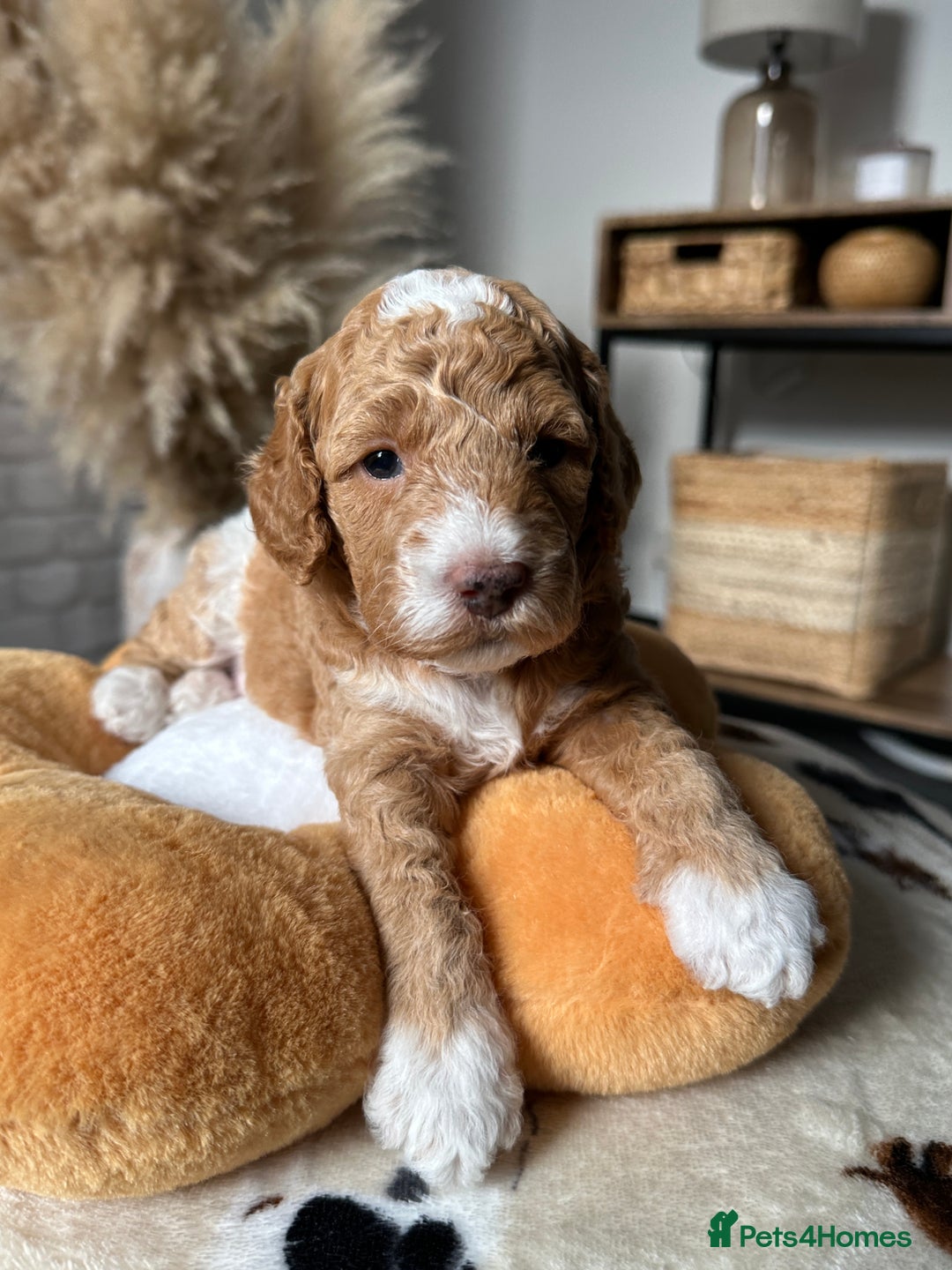 Cockapoo dogs for sale: Not Just Any Cockapoo Puppies – The Special Few - Image 31