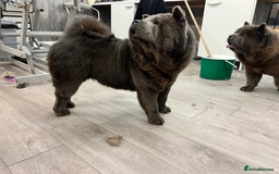 Chow Chow dogs for sale: Smooth coat female (purebred) - Image 3