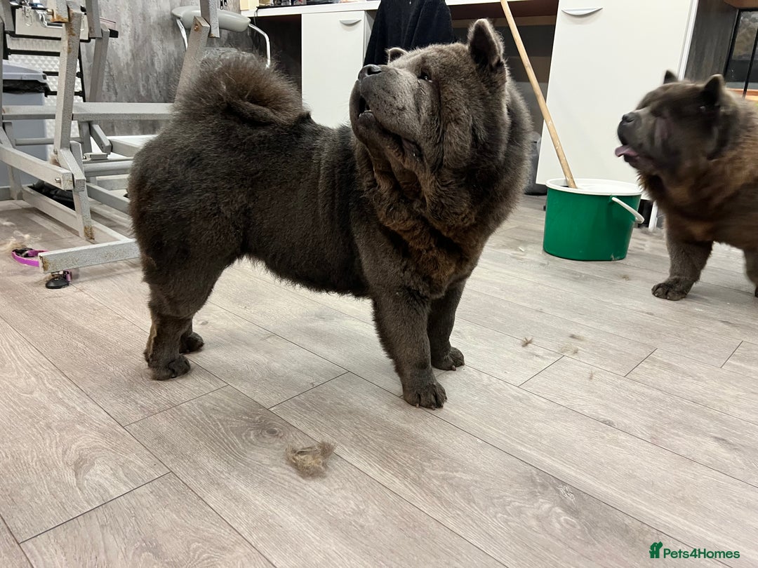 Chow Chow dogs for sale: Smooth coat female (purebred) - Image 3