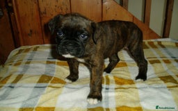 Boxer dogs for sale: Health Tested COI 1.5% KC Registered - Image 23