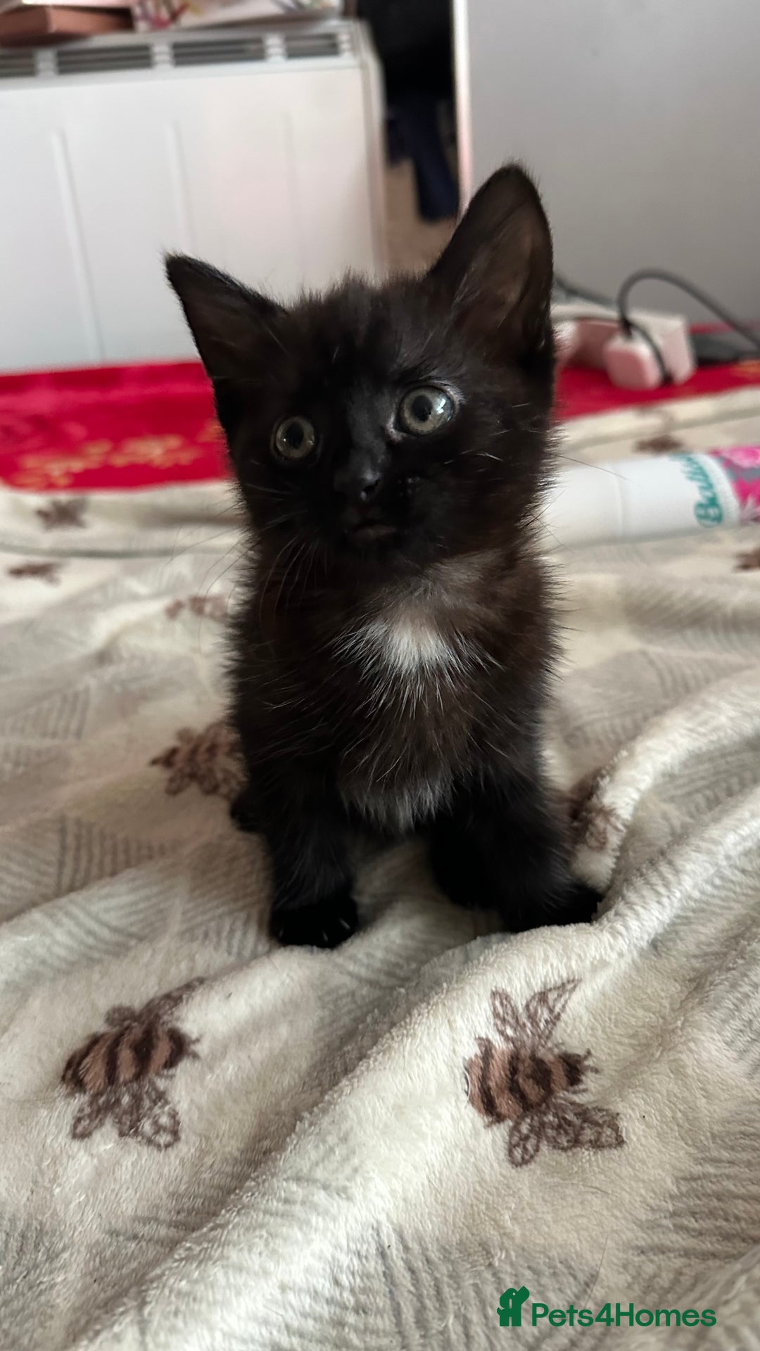 Mixed Breed cats for sale: Playful baby boy for sale - Advert 5