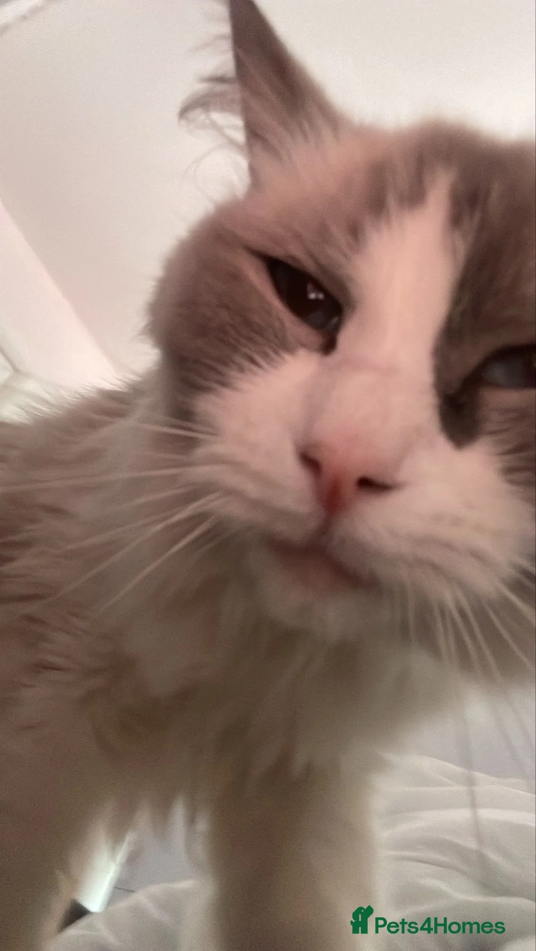Ragdoll cats for sale: Lovely ragdoll for sale 8 years  - Advert 2