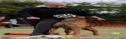Belgian Shepherd Dog dogs for stud: KC Registered Malinois stud  - Advert 2