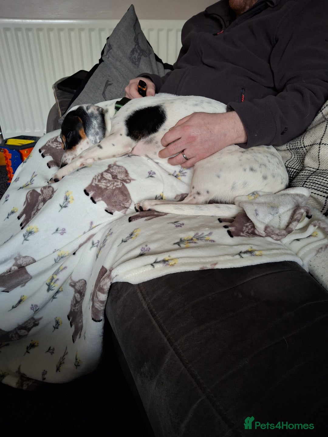 Mixed Breed dogs for sale: Max, 10 months old Jack Russel cross  - Advert 3