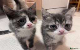 Persian cats for sale: Persian cross  - Image 23