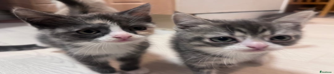 Persian Kitten 2
