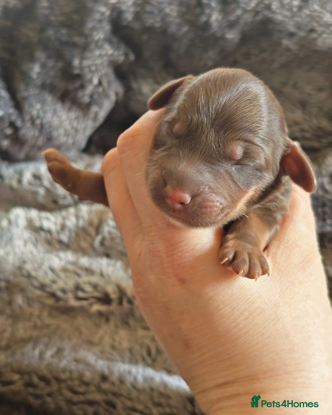 Cockapoo dogs for sale: Cockapoos F1 DNA Health tested patents - Advert 22